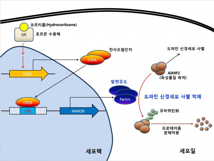 스트레스 호르몬인 코르티졸의 도파민 신경세포 사멸 억제 메커니즘 모식도. - 대구경북과학기술원(DGIST) 제공