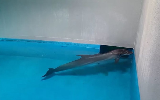 ‘친구를 잃고 나는 노래하네... 낭랑 18세 돌고래 태지’ - 서울대공원 제공