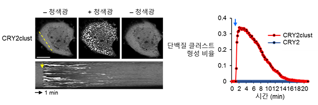 허원도 기초과학연구원(IBS) 그룹리더(KAIST 생명과학과 교수) 팀이 새롭게 개발한 크립토크롬2(CRY2)클러스트는 기존의 CRY2에 비해 초반에 매우 빠른 속도로 단백질 군집을 형성한다. 오른쪽 그래프는 CRY2와 CRY2클러스트의 뚜렷한 단백질 군집 형성 비율 차이를 보여 준다. - IBS 제공