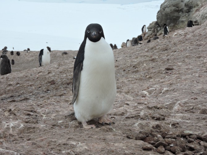 남극 최남단에 사는 아델리펭귄은 멸종위기종이다. 지구온난화로 빙하가 녹으면 다른 펭귄과 생활터전을 공유하게돼 경쟁에서 지면 더빨리 사라질지도 모른다 - Queensland University 제공