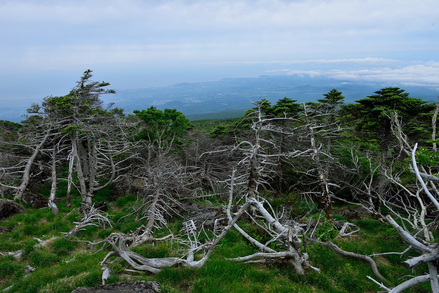 제주도 한라산에 자생하는 구상나무 숲. 많은 수가 말라 죽은 모습이다.