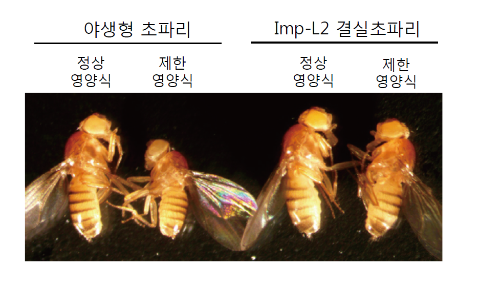 제한된 영양식을 먹은 초파리(우)는 정상 영양식을 먹은 초파리(좌)에 비해 크기가 확연히 작다. 영양분이 부족하면 성장인자를 억제하는 호르몬 Imp-L2가 늘어나 성장이 서서히 멈춘다. Imp-L2 유전자가 없는 초파리의 경우, 제한된 영양식을 먹어도 크기에 차이가 없는 것을 확인할 수 있다. - 한국연구재단 제공