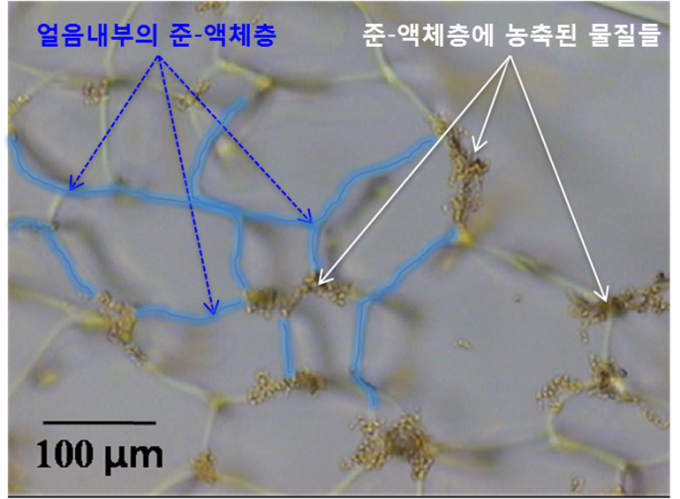 동결농축효과로 얼음 결정 사이 준-유사액체층 (유사액체층)에 액체상으로 존재하던 유기물과 무기물들의 농도가 크게 증가하는 현상을 저온유지 현미경으로 관측