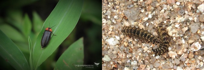 애반딧불이, 애반딧불이 애벌레 - 홀로세생태보존연구소 제공
