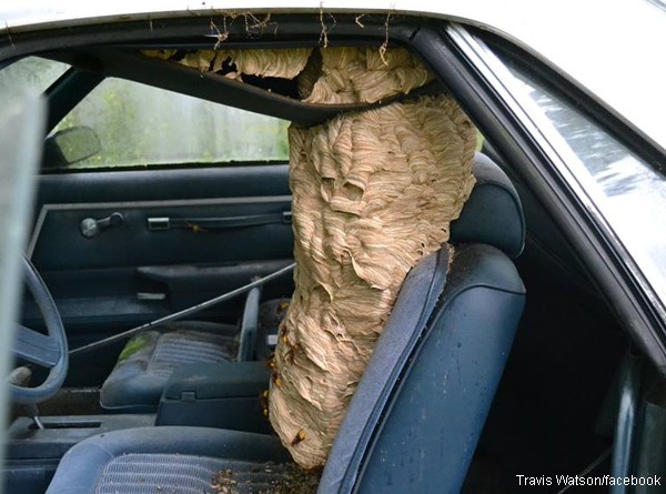 UN —under nest— Massive Hornet Nest Found Inside a Car - DongA Science