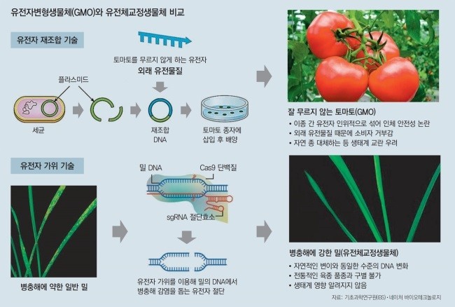 자료: 기초과학연구원(IBS)·기초과네이처 바이오테크놀로지
