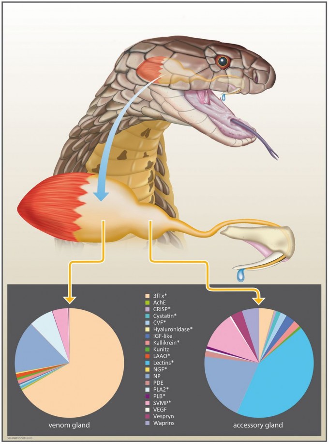 지난 2013년 킹코브라의 독샘 구조와 독액 성분이 밝혀졌다. 킹코브라의 머릿속에는 독액을 생산하고 저장하는 독샘(왼쪽 큰 덩어리)과 부속샘이(오른쪽 작은 덩어리) 나란히 붙어있고 도관을 따라 어금니로 연결돼 있다. 독샘과 부속샘의 유전자 발현 패턴을 비교해보면 그 조성이 꽤 다르다-‘미국립과학원회보’ 제공.