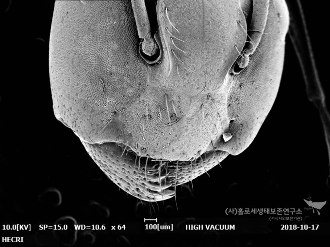 한국홍가슴개미의 큰턱(SEM)