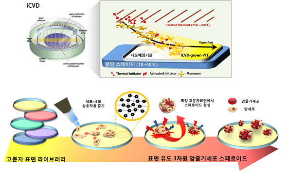 KAIST scientists have successfully cultivated cancer stem cells in the form of a cellular mbad 