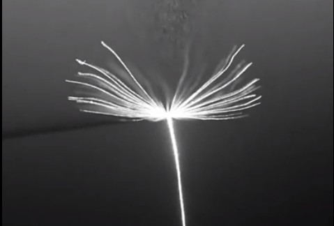 When the dandelion seeds are fixed and the wind of the terminal velocity is blown down (corresponding to a free fall), we see that the spiral loop is formed and is stably maintained on the seed fly. The average termination rate of dandelion seeds is only 39.1 cm per second, and long stay in the air has been found to cause an uplift with the swirling ring, which increases air resistance. .
