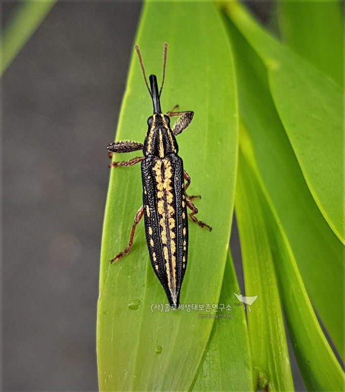 Semi-punctated Belid Weevil (Rhinotia semipunctata)밝은길쭉바구미