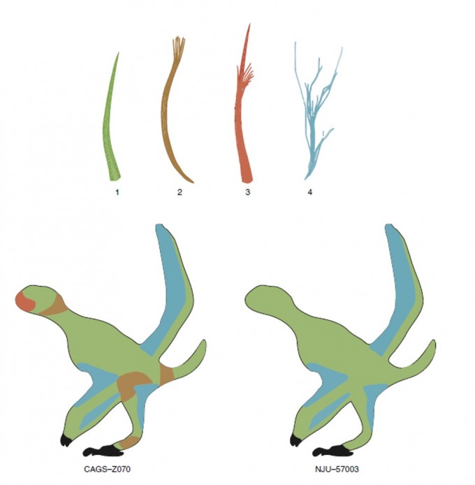 네 종류의 피크노파이버가 익룡 어느 부위 외피에서 발견됐는지 표시한 그림. 맨 위 그림과 비교해 보면 각기 다른 피크노파이버를 볼 수 있다. - 사진 제공 네이처 생태&진화노