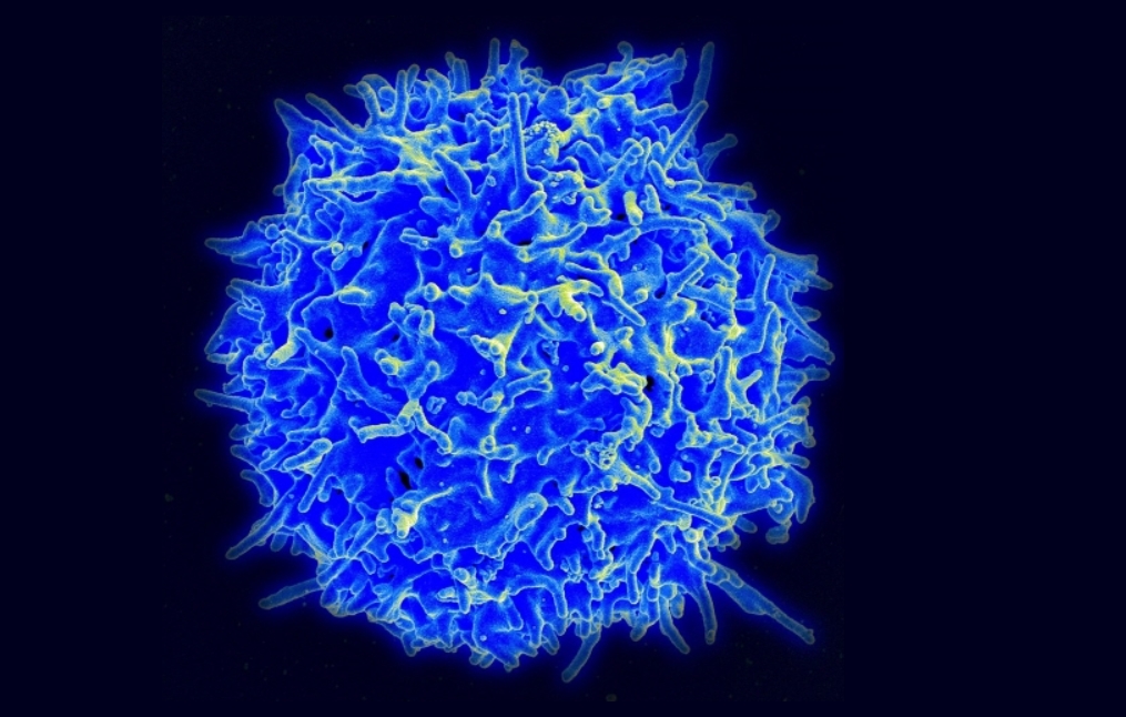 3세대 항암제 치료에서 이용되는 인체 속 T세포. 미국국립보건원 국립알레르기및감염병연구소