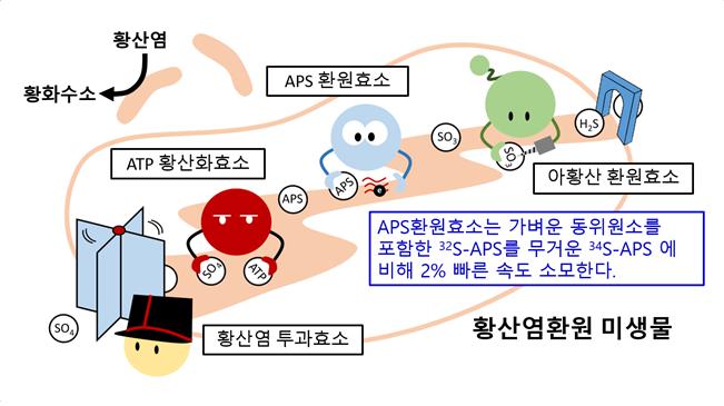 황산염 환원 미생물의 효소 도식도. - 사진제공 서울대