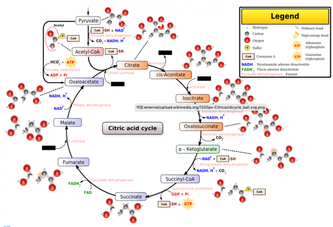 TCA회로. 위키피디아 제공