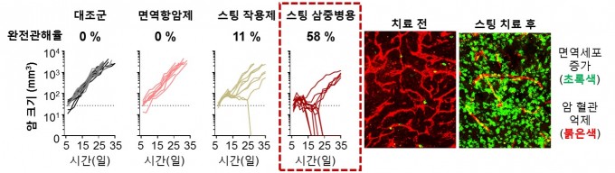 면역항암제에 전혀 반응이 없는 암에서도 스팅 작용제를 포함한 삼중 병용 치료를 할 경우 약 60%의 개체에서 암이 완전 소실된다. 이는 스팅 작용제가 암 면역반응을 강화시킬 뿐만 아니라, 비정상적인 암혈관을 억제하기 때문이다. 차의과대 제공
