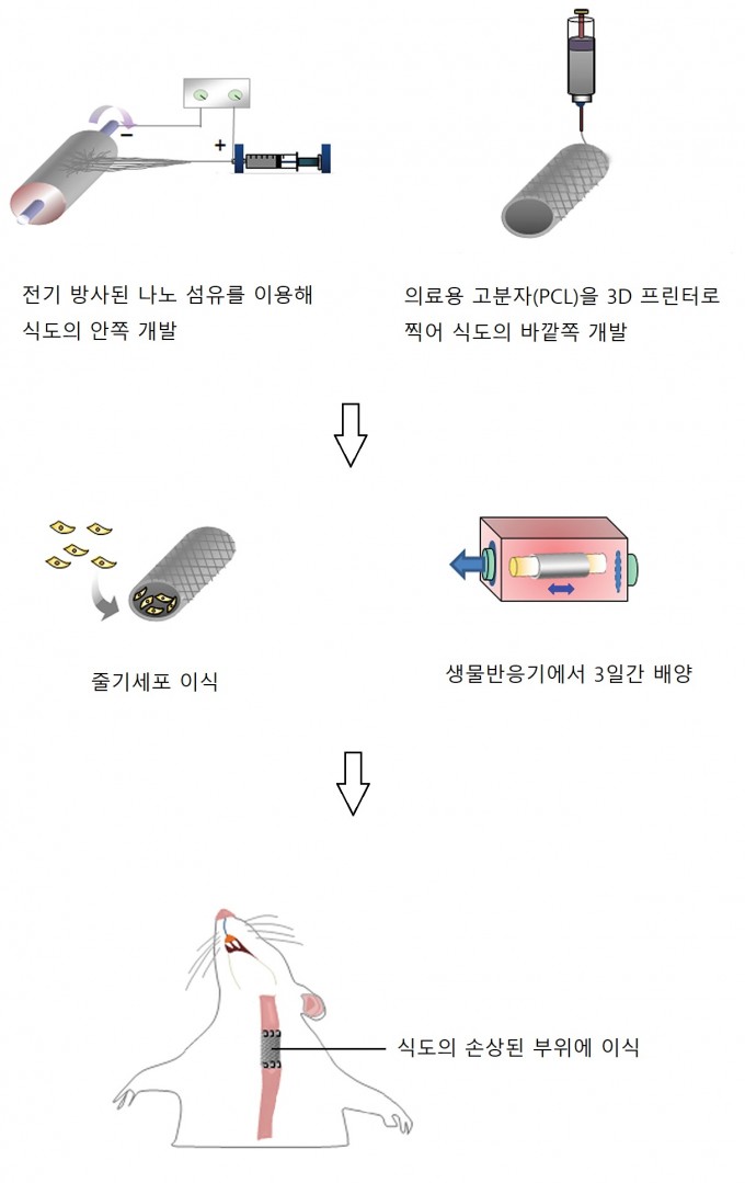 서울대병원과 인제대 연구팀이 인공식도를 개발해 실험한 과정. 서울대병원 제공