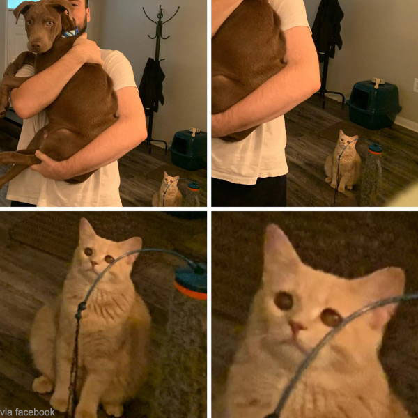 A Sad and Sulking Cat - DongA Science
