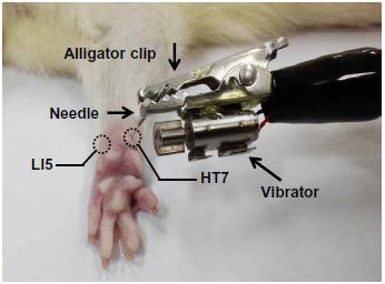 연구자들은 규격화를 위해 손으로 침을 놓는 대신 기계로 놓는 시스템을 만들었다. 생쥐 앞발에서 HT7이 사람의 신문혈에, LI5가 양계혈에 해당한다.  ‘사이언스 어드밴시스’ 제공
