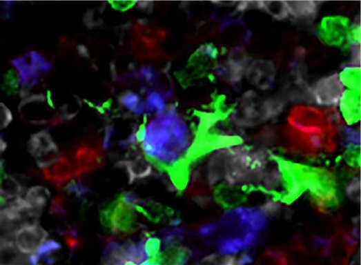 골수 내에서 CX3CR1+ 단핵구세포(초록색)와 조혈전구세포(보라색)가 접촉하고 있다. CX3CR1+ 단핵구세포는 미생물 신호를 인지하고 이를 통해 생성된 염증성 싸이토카인으로 조혈과정을 촉진한다. 포스텍 제공