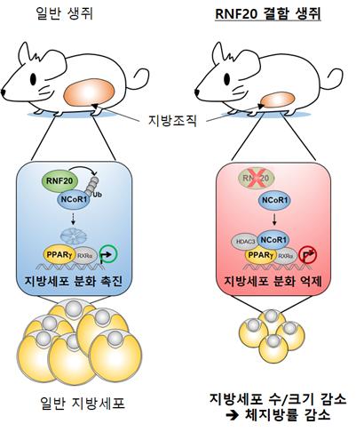 일반 쥐는 RNF20 유전자로 인해 지방세포의 수가 정상적으로 늘어나나 RNF20에 결함을 준 쥐는 지방세포의 수가 잘 늘어나지 않았다. 서울대 제공