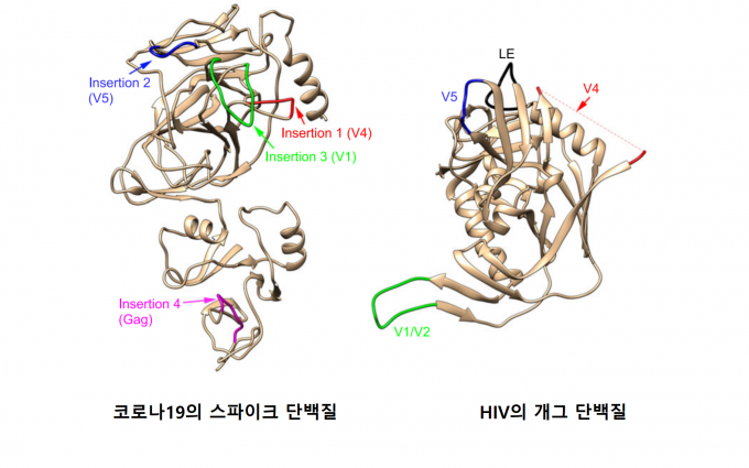 미국 연구팀이 코로나19의 스파이크 단백질(왼쪽)과 HIV의 개그 단백질(오른쪽)의 염기서열을 분석해 3차원 모델링한 것. 인도 과학자들이 주장했던 두 바이러스가 유사점 4곳 중 2곳은 일치하지 않았고, 나머지 2곳은 염기서열이 비슷한 구간이 있었다. 하지만 3차원 모델링 결과 구조적으로 전혀 다르다는 사실을 알아냈다. 신종 미생물 및 감염학 제공