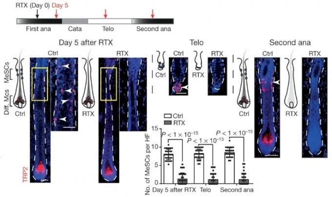 털의 성장기(ana)에 통증유발약물(RTX)를 주사하고 5일 뒤 모낭을 보면 모구에는 분화된 멜라닌세포(Diff. Mcs)가 있지만(아래 빨간색) 돌출부에는 멜라닌세포줄기세포(MeSCs)가 없다. 한편 소금물을 주사한 대조군(Ctrl)의 모낭에는 둘 다 존재한다(왼쪽). 털이 빠진 뒤 휴지기(telo)에서는 모낭이 수축돼 대조군의 멜라닌세포줄기세포만 남아 있다(가운데). 다시 성장기에 접어들면 모낭이 활성화되는데, 대조군과는 달리 약물군에서는 멜라닌세포가 없어 흰털이 자란다.  ‘네이처’ 제공