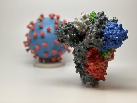 코로나바이러스를 일으키는 사스코로나바이러스-2의 모습(먼 그림)과, 인체 세포 침입에 중요한 역할을 하는 것으로 추정되는 스파이크 단백질(오른쪽 앞)의 모습을 그래픽으로 표현했다. NIH 제공