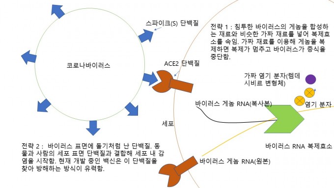 코로나19를 일으키는 사스코로나바이러스-2(SARS-CoV-2)의 감염 및 증식 전략을 그림으로 정리했다. 현재 치료제는 이 두 가지 전략을 중점적으로 공략하고 있다. 동아사이언스 제공