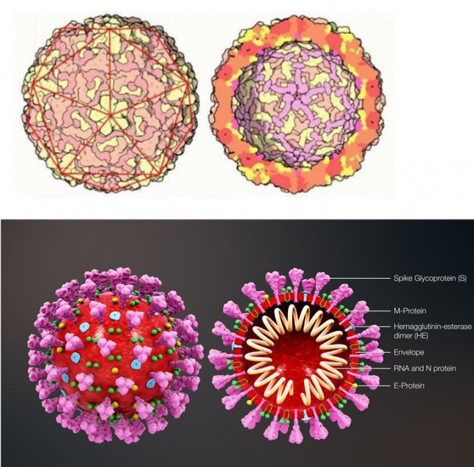 감기 증상을 일으키는 병원체는 다양하다. 위는 리노바이러스의 구조(오른쪽은 단면)로 게놈을 캡시드 단백질 180개가 감싸고 있는 구조다. 아래는 코로나바이러스의 구조로 게놈을 외투(envelope)로 불리는 지질 이중막이 감싸고 있다. 외투에는 많은 단백질이 박혀있다. 이런 구조적 차이가 두 바이러스의 계절성 차이를 설명한다. T.V. Rao (위), 위키피디아 제공