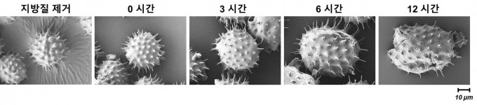 연구팀이 꽃가루에 염기성 용액을 가해 점점 부드러워지는 모습을 관찰했다. 난양공대 제공