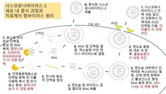 최근 유망하게 임상시험이 이뤄지고 있는 코로나19 치료제 후보를 사스코로나바이러스-2의 세포 내 침투와 함께 표현했다. 다양한 전략으로 바이러스 활성을 막고자 하지만, 아직 확실한 효과를 보이는 치료제 후보는 없는 게 현실이다. 윤신영 기자