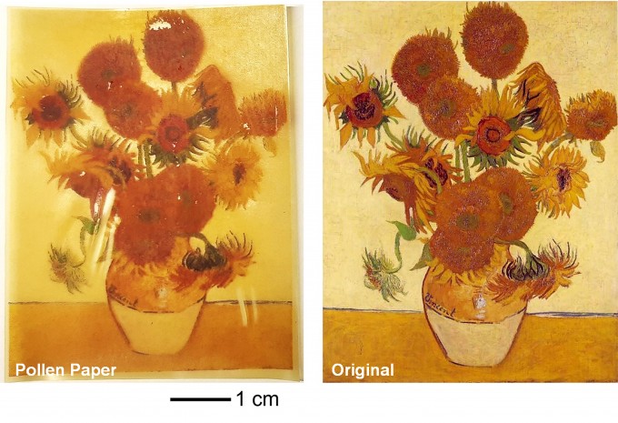 조남준 싱가포르 난양공대 교수팀이 꽃가루를 가공해 종이를 만드는 데 성공했다. 실험실에서 만든 꽃가루 종이지만, 반 고흐의 해바라기 그림을 인쇄한 결과(왼쪽), 일반 종이에 인쇄한 것에 버금가는 인쇄 품질을 보여줬다. 조남준 교수 제공