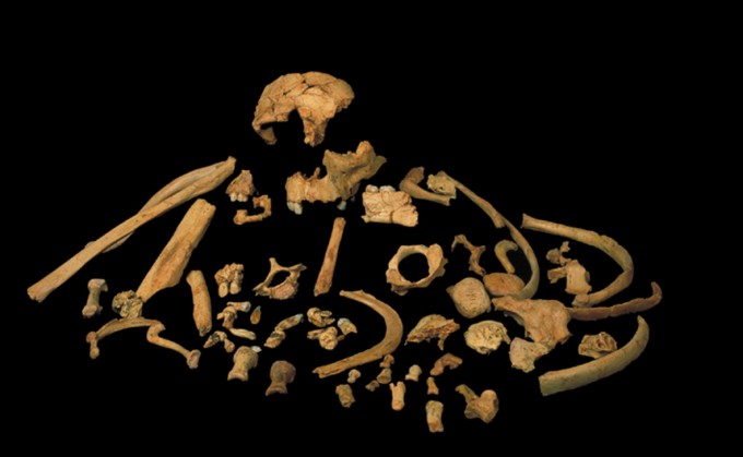 현생인류와 네안데르탈인, 데니소바인의 공통조상과 매우 밀접한 관계에 있었을 것으로 추정되는 친척 인류인 유럽의 호모 안테세소르 화석이다. 단백질 서열 해독 연구를 통해 1일 이 종과 현생인류 사이의 관계가 밝혀졌다. 유니버시티칼리지런던 제공
