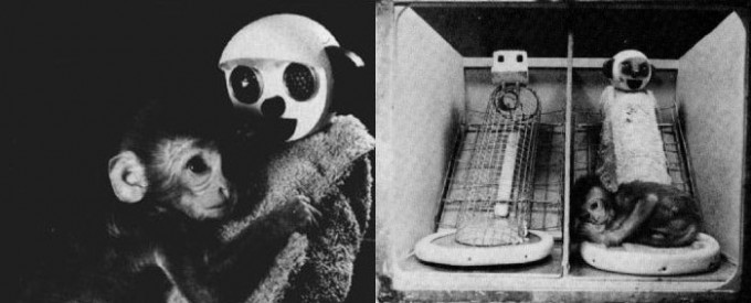 해리 할로우의 가짜 원숭이 실험. 새끼 원숭이는 철사 엄마(왼쪽)와 헝겊 엄마(오른쪽) 중 포근한 품을 가진 헝겊 엄마에게 더 애착을 보였다. 위키피디아 제공