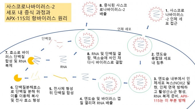 코로나19를 일으키는 사스코로나바이러스-2의 감염 경로와, 이 가운데 APX-115가 억제하는 과정을 표시했다. 윤신영 기자