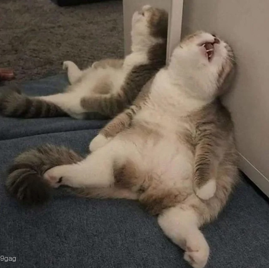 번아웃 고양이