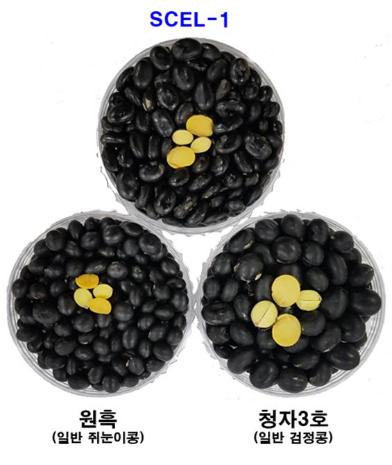 기능성 콩 ′SCEL-1′(중앙상단)과 다른 품종 비교. KIST 제공.