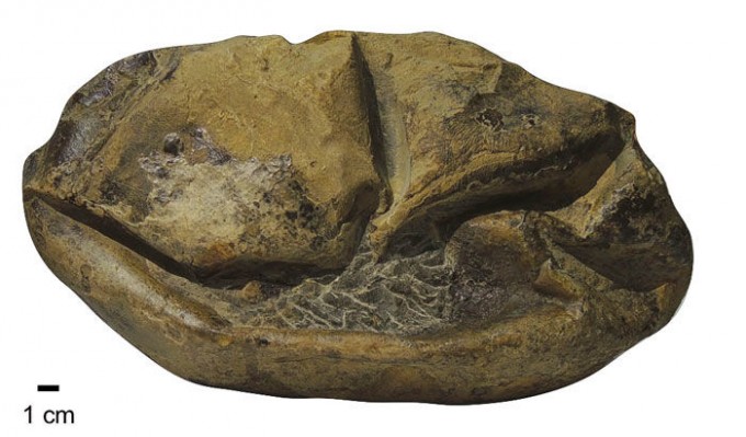 남극 시모어 섬에서 발견된 지름 30cm 크기의 모사사우르스 알 화석이다. 모사사우르스는 알을 낳는 과정에서 바로 새끼로 부화하는지 아니면 알이 나온 후 새끼로 태어나는지 의견이 분분하다. 클라크 교수팀 제공