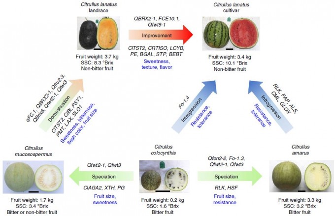 지난해 11월 학술지 ‘네이처 유전학’에 발표한 논문에 따르면 오늘날 우리가 즐겨 먹는 전형적인 수박(오른쪽 위 Citullus lanatus cultivar)은 오랜 작물화 과정을 거쳐 탄생했다. 자세한 내용은 본문 참조. 네이처 유전학 제공