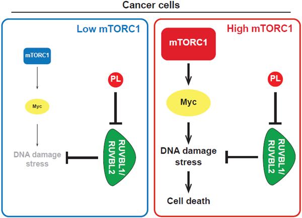mTOR단백질복합체1(mTORC1)의 활성이 낮은 세포에서는 DNA 손상으로 인한 스트레스가 낮아서 RUVBL1/2-TTT에 대한 의존도가 낮다. 이 경우에는 RUVBL1/2-TTT를 억제하는 파이퍼롱구민(PL)이 있어도 세포의 생존에 미치는 영향이 적다(왼쪽). 하지만 mTORC1의 활성이 높은 암세포에서는 DNA 손상 스트레스가 높기 때문에 파이퍼롱구민이 RUVBL1/2-TTT를 억제하면 암세포가 DNA 손상 스트레스를 감당하지 못해 죽게 된다. 연세대 제공