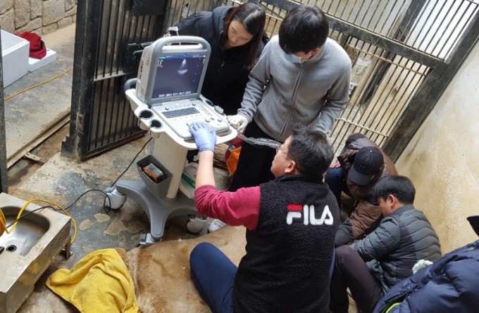 충북대학교 수의대 영상진단학 장동 우 교수님의 협진으로 도도의 자궁을 초음파로 검사하는 모습. 결과는 자궁축농증이었다. 청주동물원 제공
