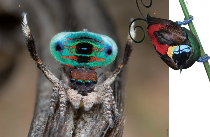① 마라투스 카리에(Maratus karrie) 수컷은 공작과 닮아 공작 거미라고 불린다. 몸의 일부분에 발현된 울트라블랙은 반사율이 약 0.35%다. 2 극락조는 교미에 유리하도록 몸에 알록달록한 색을 발현시켰다. 종별 또는 부위별로 0.05~0.31% 의 다양한 반사율을 가진 울트라블랙 깃털을 갖고 있다.