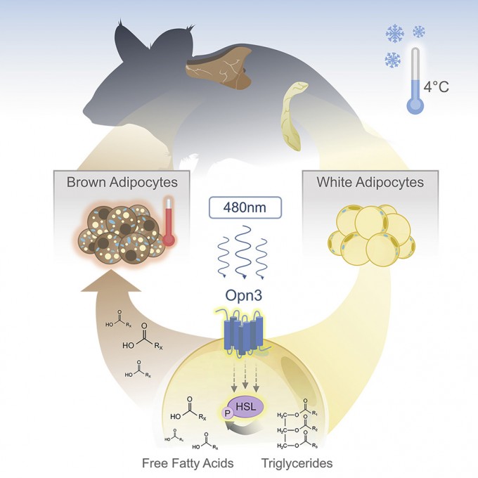 파란빛(480㎚)이 백색지방세포(white adipocytes) 표면에 있는 빛수용체 옵신3(Opn3)을 자극해 지방 분해를 촉진한다는 동물실험(생쥐) 결과가 보고됐다. 이렇게 생성된 지방산은 혈관을 통해 갈색지방세포(brown adipocytes)로 이동해 열생성 반응의 연료로 쓰인다. 셀 리포트 제공