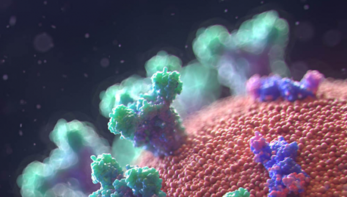 과학자들이 코로나바이러스에 강력한 저항력을 보이는 항체 ′CV30′ 단백질을 3D 이미지로 구현하는데 성공했다. 이를 통해 코로나바이러스에 대한 항체의 메커니즘 연구가 한층 활발해질 것으로 전망된다. 