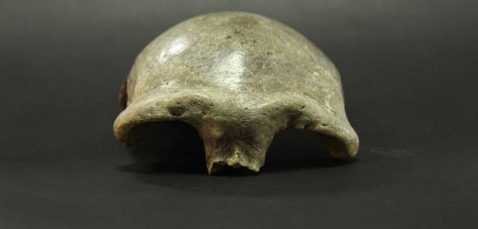 2006년 몽골 살킷 지역에서 발굴된 두개골 화석이다. 눈두덩이 커 보이는 특성 때문에 호모 에렉투스나 네안데르탈인이라는 추정도 있었지만, 한국인 연구자들이 주도한 여러 연구를 통해 현재는 3만4000년 전 현생인류 화석으로 여겨지고 있다. 이번에 영국, 독일, 몽골, 한국 연구팀은 화석의 게놈을 해독해 3만4000~4만 년 전 전후 동아시아인의 복잡한 유전적 관계를 밝혔다. 몽골과학원 제공