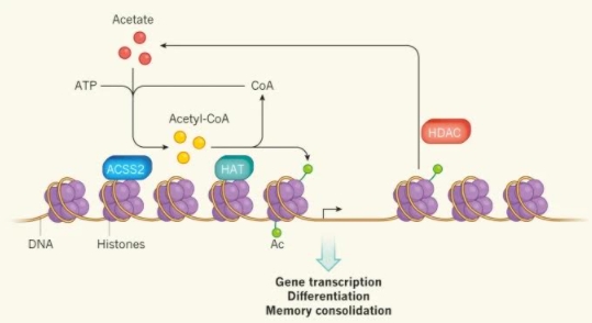 술을 마시면 에탄올이 간에서 대사돼 아세트산(acetate)로 바뀐다. 지난해 발표된 연구에 따르면 이 아세트산이 혈관을 따라 이동해 뇌의 해마에 있는 뉴런으로 들어가 아세틸-CoA로 바뀐 뒤 효소(HAT)의 작용으로 히스톤(보라색 공)에 달라붙는다(녹색 작은 공). 그 결과 DNA 가닥이 느슨해져 기억과 관련된 유전자 발현이 촉진된다. 수 시간 뒤 다른 효소(HDAC)의 작용으로 아세틸기가 떨어지며 DNA 가닥이 원래대로 감겨 유전자 발현이 억제된다. 네이처 제공