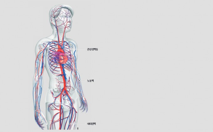 미국 펜실베니아대 연구팀이 심장에서 흡수되거나 방출되는 물질을 정량적으로 분석했다(탄소 함량 기준). 연구팀은 세 가지 혈관(관상정맥동, 노동맥, 대퇴정맥)에서 혈액을 채취해 포도당을 쓰는 다리 근육과 달리 심장에서는 지방산 소비량이 많다는 사실을 알아냈다. 오른쪽 그래프는 심장과 다리에서 나타나는 물질별 탄소 흡수량과 방출량 차이다. 게티이미지뱅크 제공