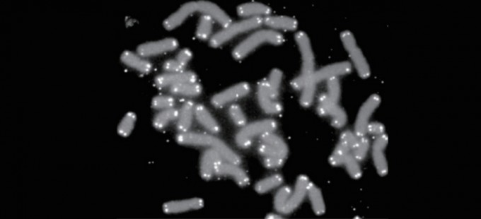 인간 염색체(회색) 끝부분을 덮고 있는 텔로미어(흰색). 일반적인 텔로미어의 길이는 세포가 세대를 거듭하며 분열할수록 점차 짧아진다.  미국 에너지부 휴먼 게놈 프로젝트 제공(U.S Department of Energy HumanGenomeProgram)