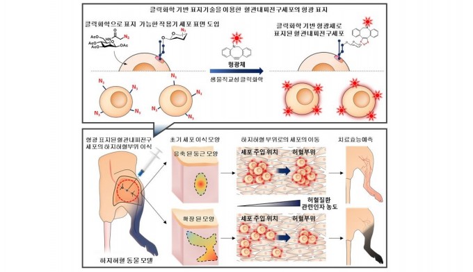 혈관내피 전구세포의 형광 표지 및 하지허혈 쥐 모델에 이식 후 모니터링 모식도. KIST 제공.